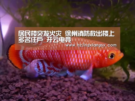 居民楼突发火灾 徐州消防救出楼上多名住户_开云电竞(图3) 开云电竞